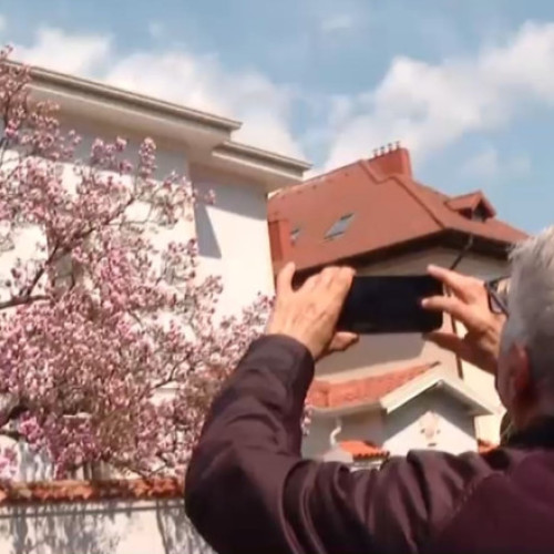 Magnoliile înfloresc în Capitală, atrăgând atenția bucurând trecătorii