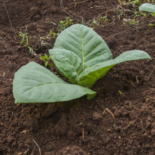 Cercetătorii dezvoltă plante de tutun care produc compuși psihedelici