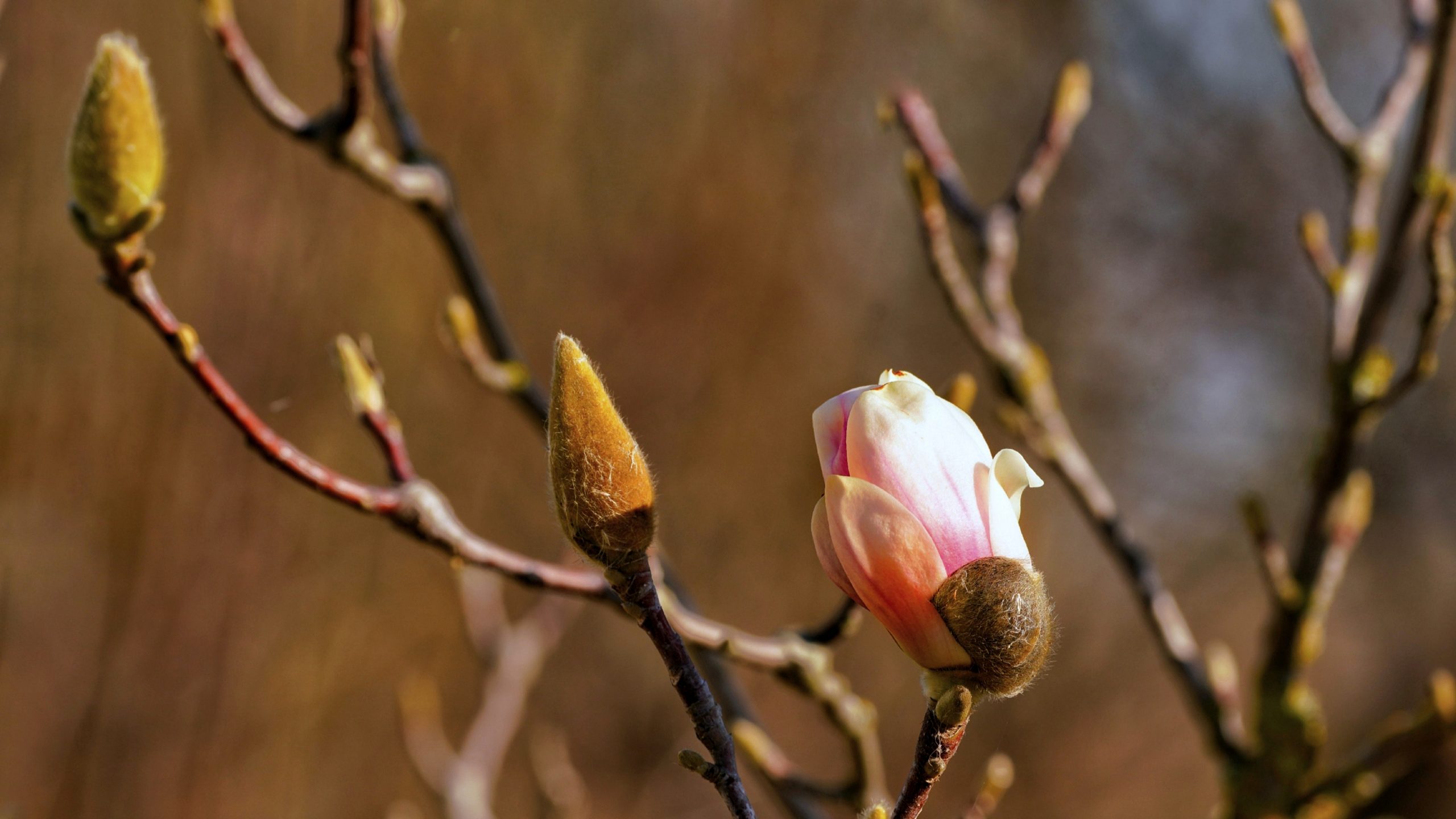 Semnificația tradițiilor de Florii, 5 aprilie 2026