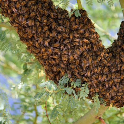 Șoc în Panama: Atac cu albine în timpul procesiunii Via Crucis