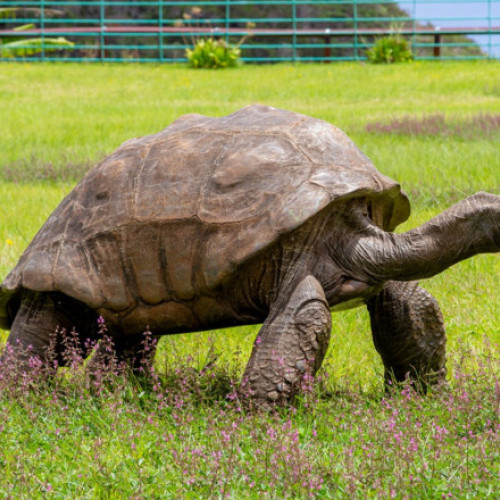 Țestoasa Jonathan, simbol al longevitații, victima unei escrocherii online