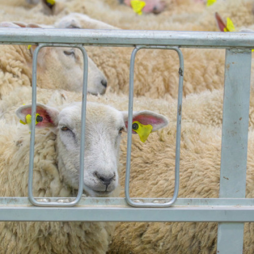 Efectele conflictului din Orientul Mijlociu asupra exporturilor de ovine, vizibile după Paște