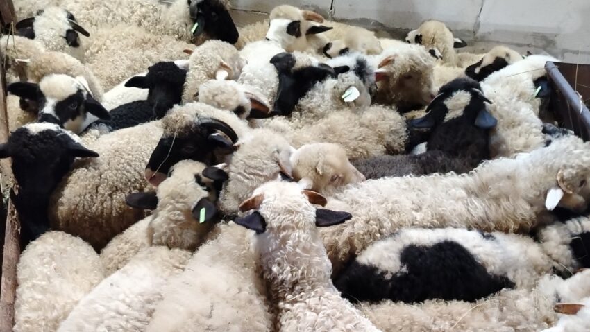 Controale stricte pentru carnea de miel înaintea sărbătorilor pascale în Mureș