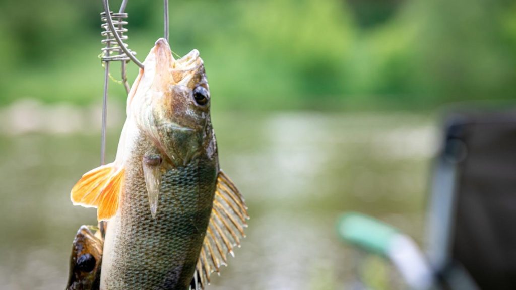 Peștii și Comportamentul Lor: Cum Influentează Mediul Capturile