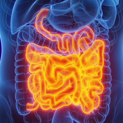 O proteină specială din intestin poate neutraliza bacteriile