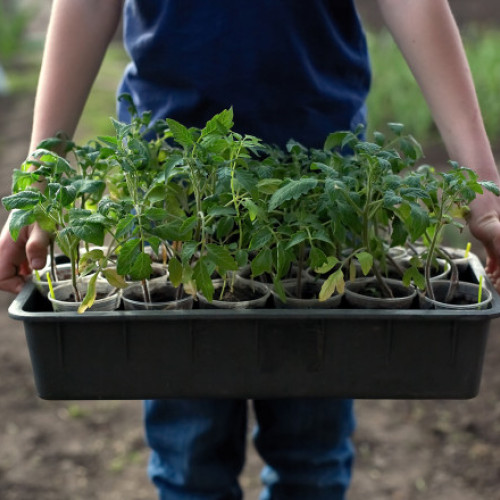 Legumicultorii din România cumpără răsaduri pentru noul sezon