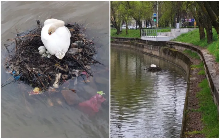 Lebedele de pe Someșul Mic reflectă problemele ecologice din Cluj-Napoca