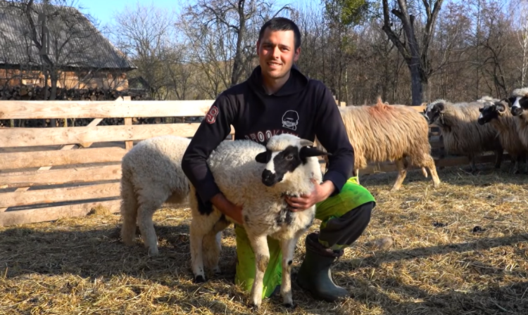 Un crescător din Maramureș aduce în prim-plan oile breze