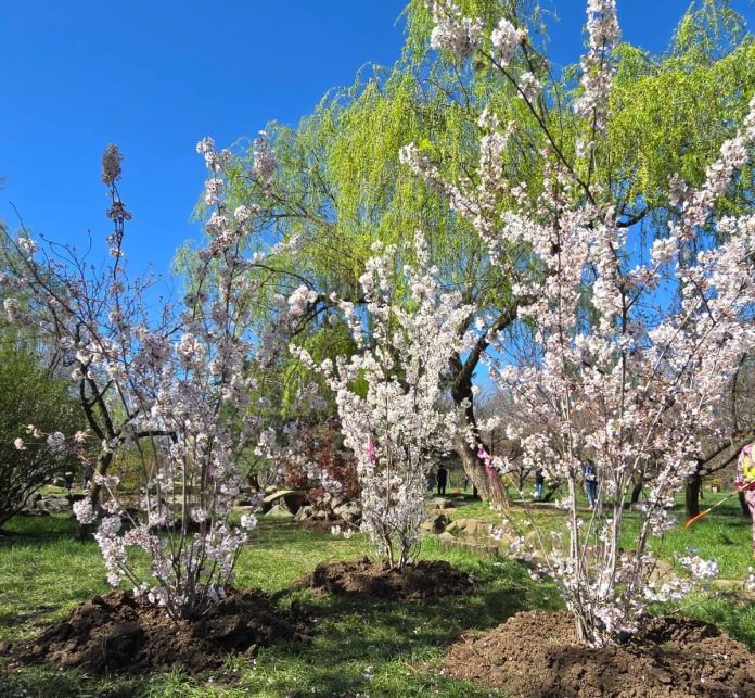 Bucureștiul, gazda celei mai mari grădini japoneze din Europa
