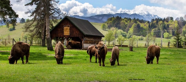 Județul Brașov, prins în competiția Destinația Anului 2026