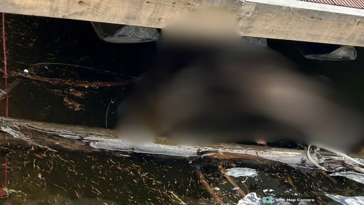 Cadavru de animal descoperit pe malul Lacului Beliș