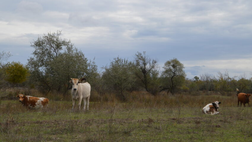Fermierii se plâng de prețul scăzut al laptelui amidat de creșterea costurilor