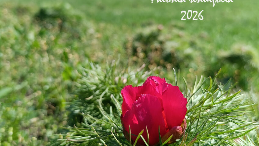 Sezonul bujorilor de stepă începe la Zau de Câmpie