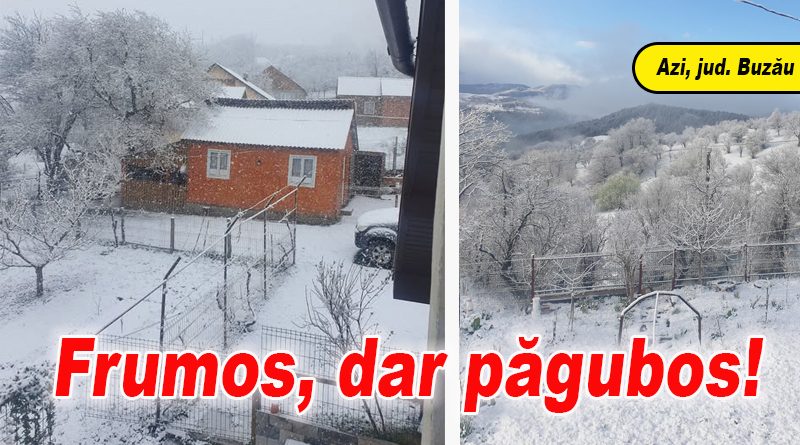 Ninsori neașteptate în județul Buzău, afectând pomii fructiferi