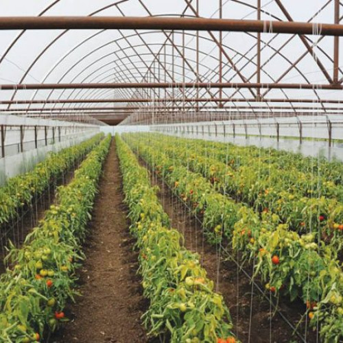 Legumicultorii prahoveni care vor să primească sprijin de la stat au ca termen limită pentru depunerea documentelor data de 15 aprilie