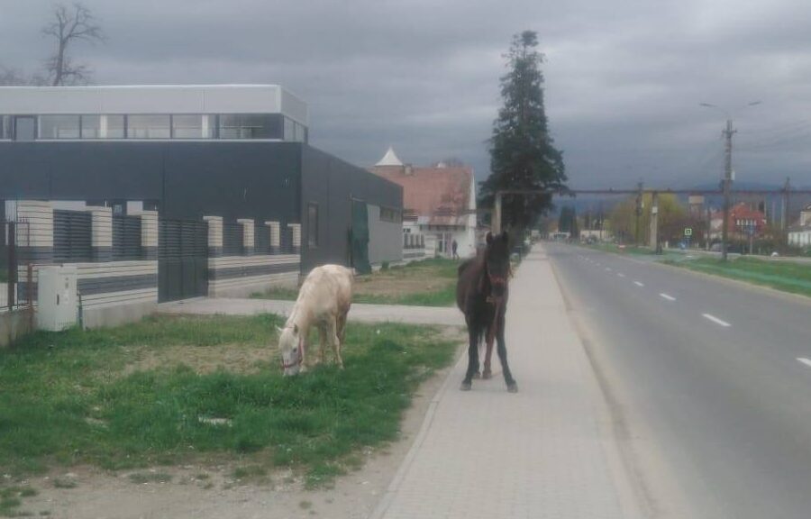 Poliția Locală Făgăraș intervine pentru îndepărtarea cabalinelor pe domeniul public