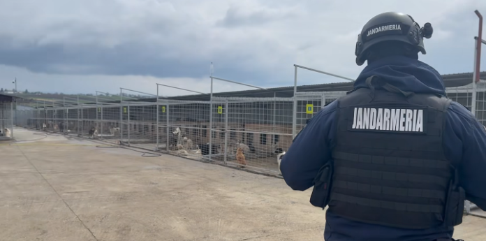 Percheziții în Suceava pentru investigarea adăpostului de câini