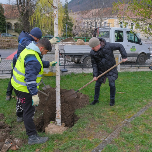 Primăria Brașov plantează 35 de arbori în zona colegiului