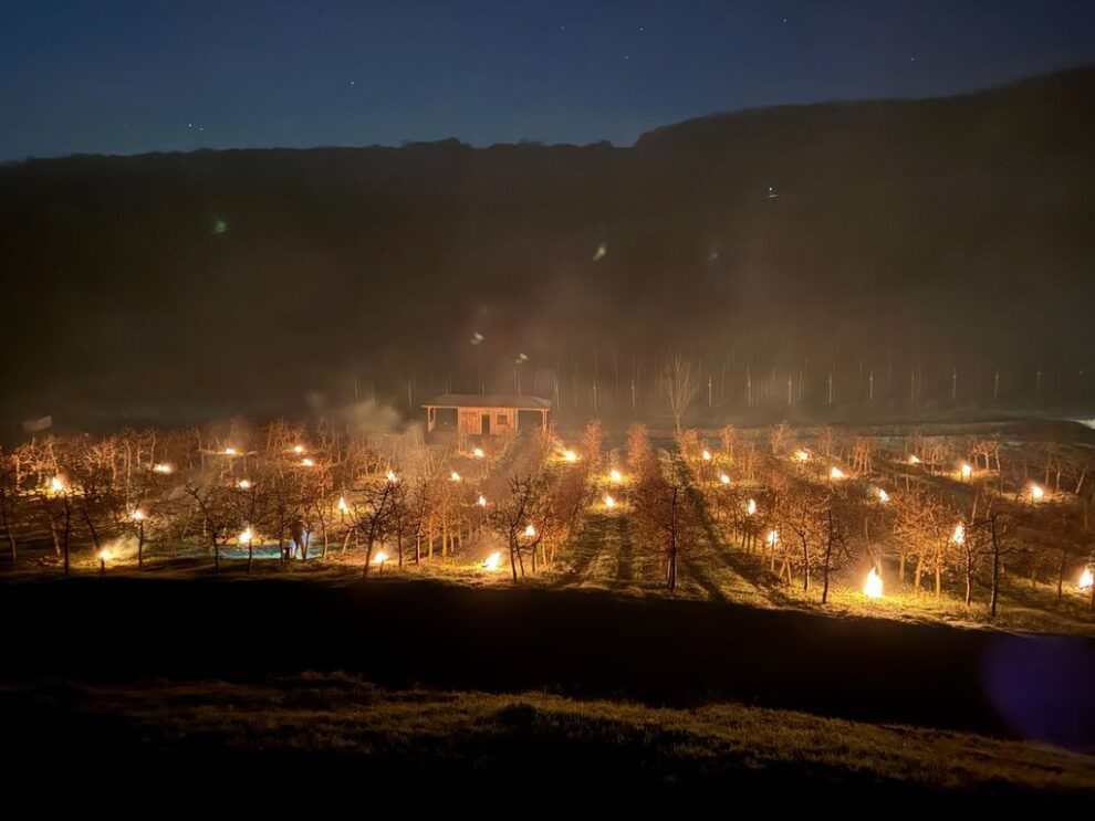 Fermierii din Pinticu și Livada TeTA se confruntă cu înghețuri severe