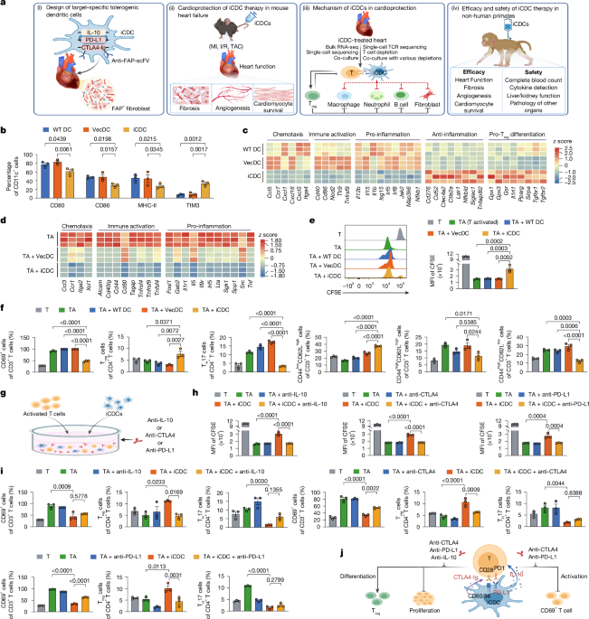 Engineered immunosuppressive dendritic cells protect against cardiac remodelling - Nature