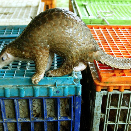 Cât de periculos este comerțul cu animale sălbatice pentru oameni?