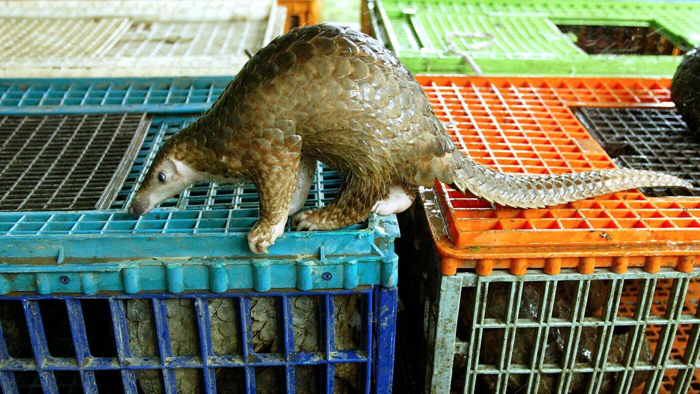 How bad for humans is wildlife trade? A new study has answers - NPR