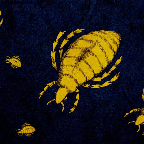 Tyfusul purtat de purici, o boală victoriană, revine alarmant în California