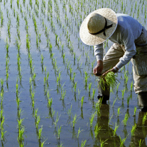 Crisisă agricolă în Asia de Sud-Est: Fermierii renunță la semănat din cauza costurilor mari