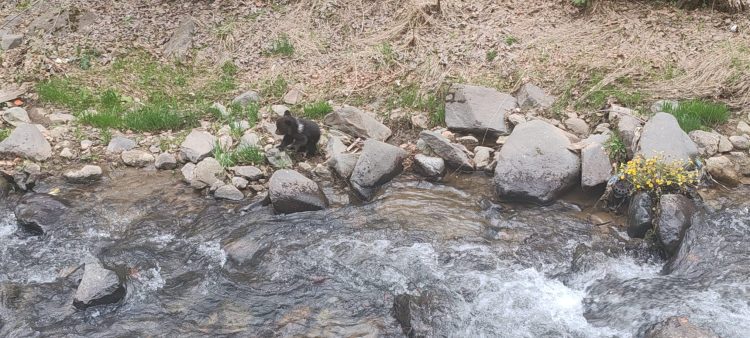 Un pui de urs salvat de jandarmi în Cavnic după o intervenție rapidă