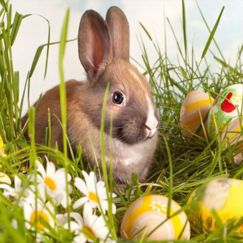 Iepurașul de Paște, simbolul veseliei și al renașterii primăvara