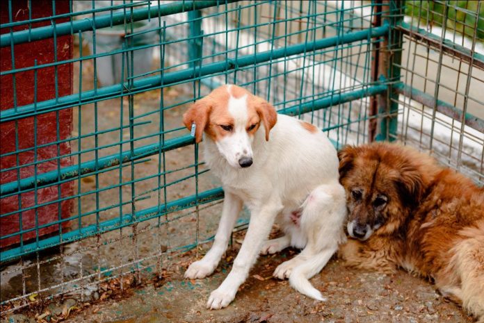 Proiect legislativ: Proprietarii de câini nu pot ține animalele legate mai mult de două ore