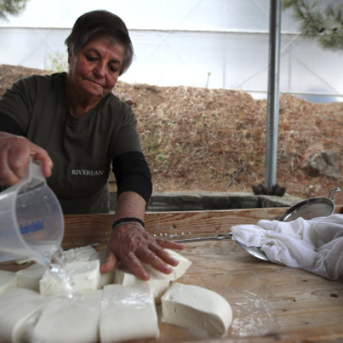 Cipru: Sacrificarea animalelor pentru brânza Halloumi stârnește controverse