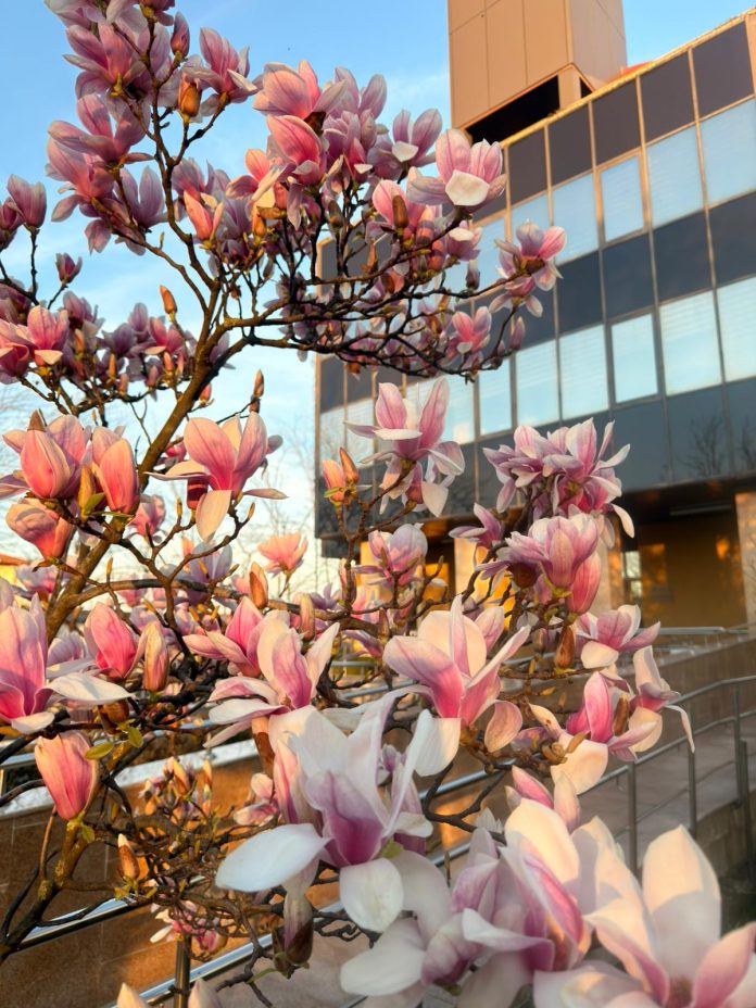Magnoliile din Voluntari aduc primăvara în inimile ilfovenilor