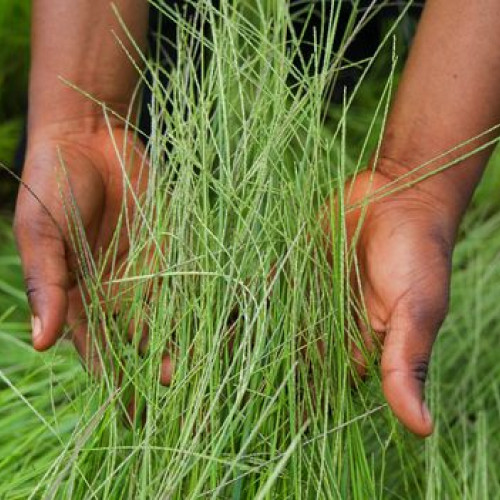 Grăunțele antice sunt mai sănătoase? Adevărul surprinzător despre quinoa și spelt