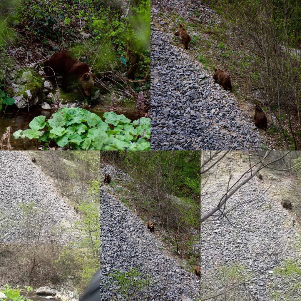 Întâlnire rară și periculoasă cu pui de urs în Gorj