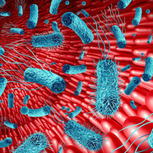 Microbiomul intestinal, cheia sănătății creierului și memoriei