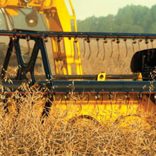 România devine principalul furnizor de rapiță pentru Germania în 2025