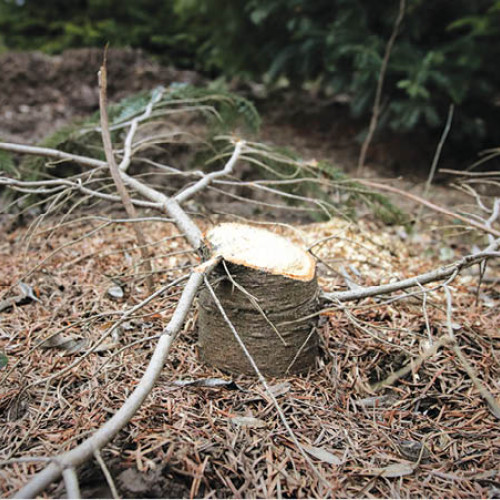 Colaborare între Jandarmerie și RNP pentru protecția pădurilor