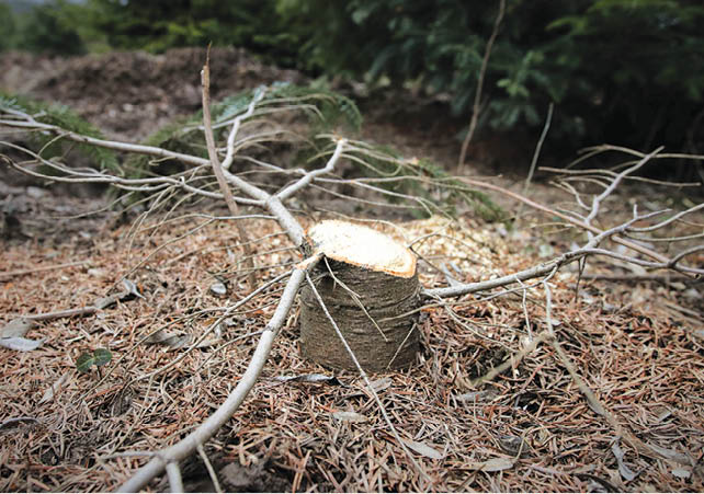 Colaborare între Jandarmerie și RNP pentru protecția pădurilor