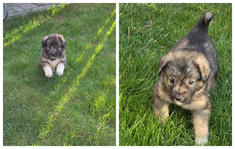 Două cățelușe abandonate caută o familie iubitoare