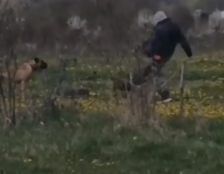 Polițiștii din Cluj sancționează un bărbat pentru cruzime față de animale