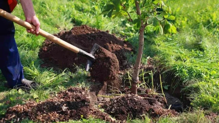 Inițiativă ecologică în comuna Apahida: plantare de copaci în Dezmir