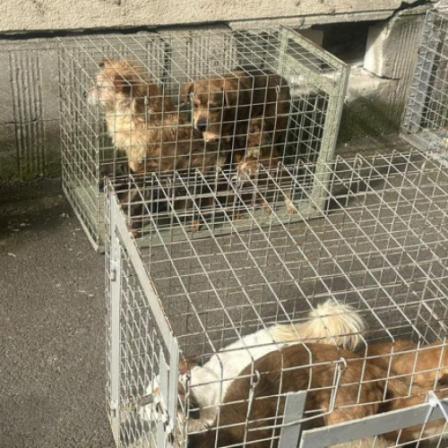 Incendiu în apartament din Calea Văcărești: 25 de câini salvați de ASPA