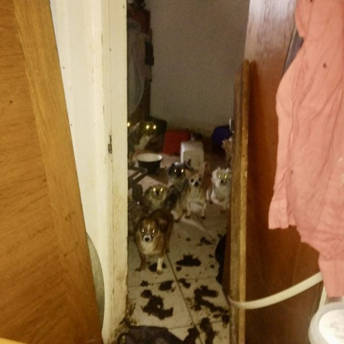 ASPA preia 25 de câini găsiți într-un apartament din Calea Văcărești