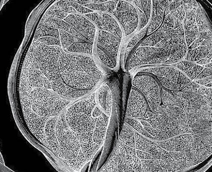 Oamenii de știință cartografiază placenta și uterul, revelând izbitoare descoperiri