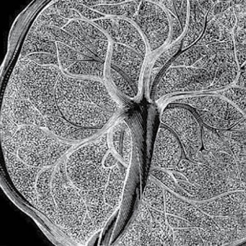 Oamenii de știință cartografiază placenta și uterul, revelând izbitoare descoperiri