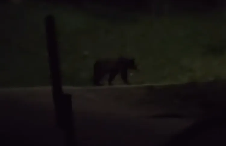 Un urs filmat în apropierea locuințelor din Iclozel, Cluj