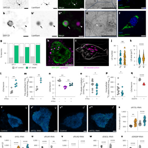 Picăturile de lipide neuronale joacă un rol conservat și influențat de sex în menținerea echilibrului energetic al organismului
