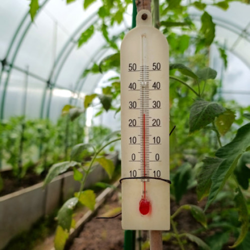 Temperaturile scăzute afectează răsadurile legumicultorilor din Buzău