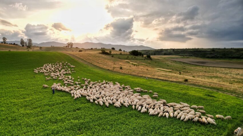 Fermierii din Apold primesc plăți pentru conservarea biodiversității
